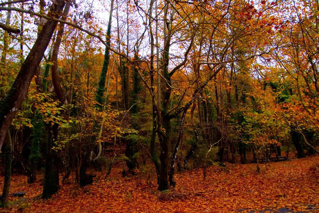 Alagonia Country Homes Dış mekan fotoğraf