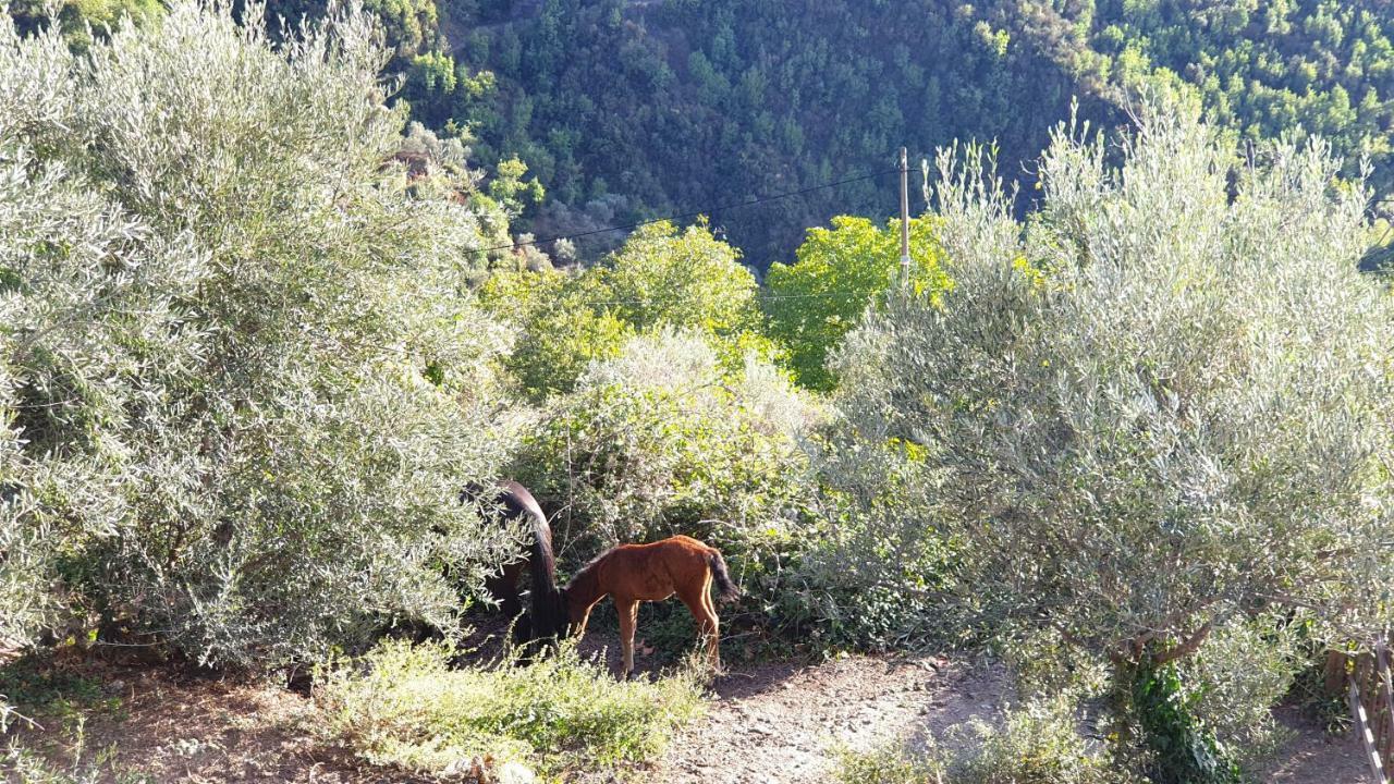 Alagonia Country Homes Dış mekan fotoğraf